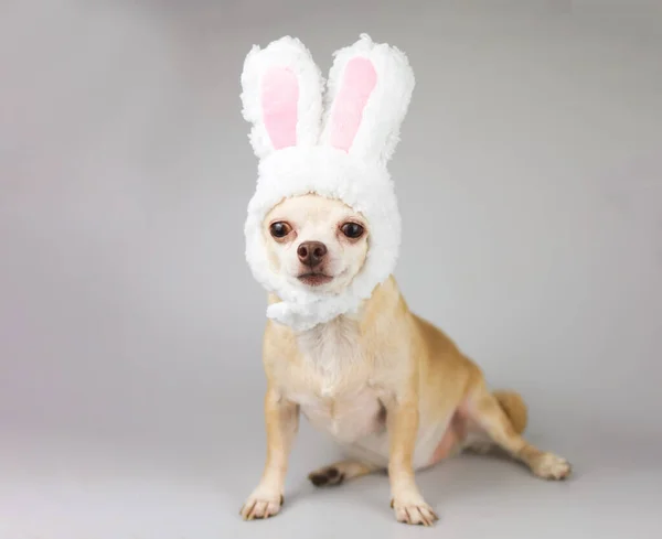 Portrait Chihuahua Dog Dressed Easter Bunny Costume Headband Gray Background — Stock Photo, Image