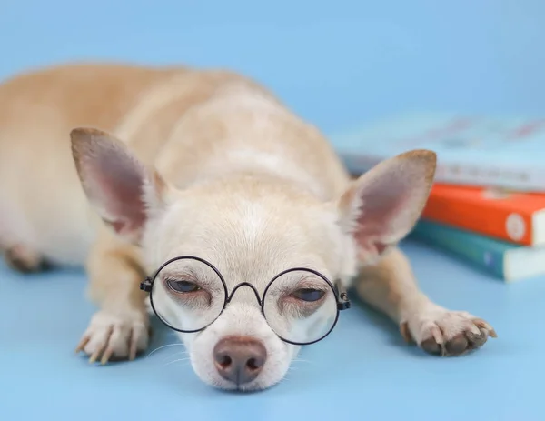 Close Image Brown Chihuahua Dog Wearing Eye Glasses Lying Stack — Stock Photo, Image