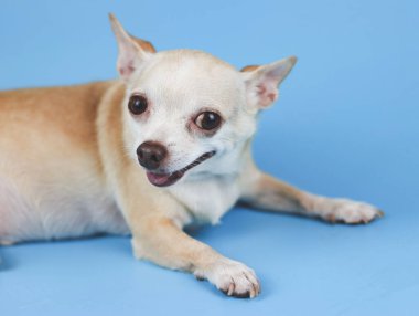 Kahverengi chihuahua köpeğinin mavi arka planda uzanmış, gülümseyen ve kameraya bakan görüntüsü..