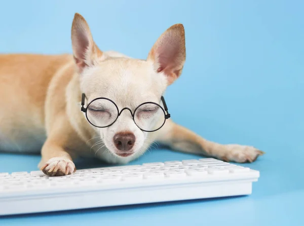 Közelkép Álmos Barna Chihuahua Kutya Túl Keményen Dolgozik Számítógép Billentyűzetén — Stock Fotó