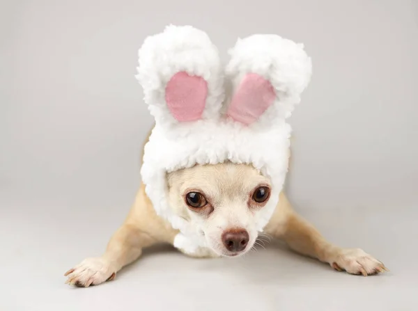 Vue Face Chien Chihuahua Habillé Avec Bandeau Costume Lapin Pâques — Photo