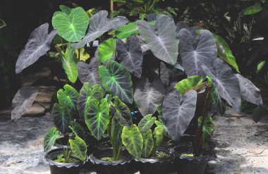 Colocasia Kara Büyü Grubu fabrikada.