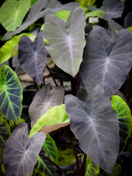 Imagen Cerca Las Hojas Colocasia Black Magic Tienda Plantas —  Fotos de Stock