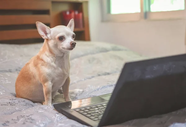 Портрет Коричневой Собаки Чихуахуа Сидящей Кровати Ноутбуком Смотрящей Экран Компьютера — стоковое фото