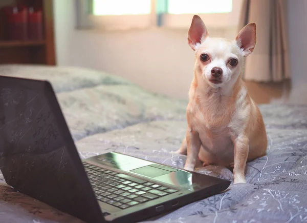 Портрет Коричневой Собаки Чихуахуа Сидящей Кровати Ноутбуком Смотрящей Камеру — стоковое фото
