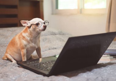 Kahverengi Chihuahua köpeğinin gözlüklü portresi, bilgisayar laptopuyla yatakta oturuyor, bilgisayar ekranına bakıyor..