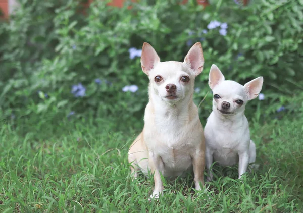 Bahçedeki yeşil çimlerin üzerinde oturan, gülümseyen ve kameraya bakan iki farklı büyüklükte Chihuahua köpeklerinin portresi..