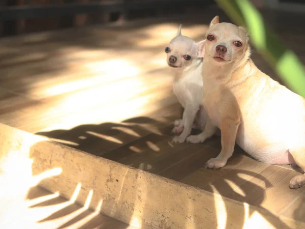 Porträt Von Zwei Unterschiedlich Großen Chihuahua Hunden Mit Kurzen Haaren — Stockfoto