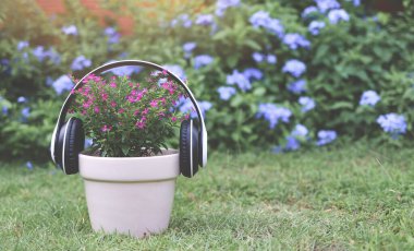 Sahte fundanın ön görüntüsü, bitki saksısında Elf bitkisi Cuphea hyssopifola, bahçede mor çiçekli yeşil çimlerin üzerine kulaklık. Müzik bitkilerin daha hızlı büyümesine yardım eder.