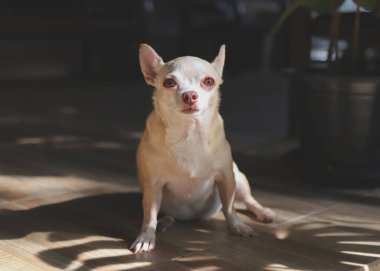 Korkmuş kahverengi kısa saçlı Chihuahua köpeğinin portresi merdivenlerde yaprak gölgesi ve sabah güneşiyle oturmuş kameraya bakıyor..