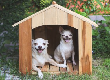 İki farklı boyutta kısa saçlı Chihuahua köpeğinin portresi ahşap köpek kulübesinde oturuyor, dilleri dışarıda gülümsüyor ve kameraya bakıyor..