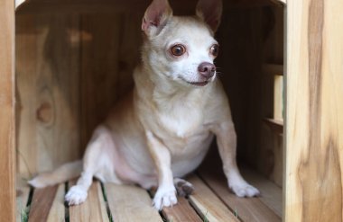 Korkmuş ya da korkmuş bir chihuahua köpeğinin portresi ahşap köpek kulübesinde oturuyor, başka tarafa bakıyor..
