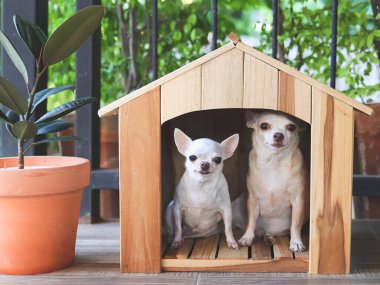 İki farklı boyutta kısa saçlı Chihuahua köpeğinin portresi. Balkondaki ahşap köpek kulübesinde oturmuş, saksıya bakıyor..