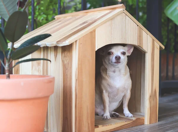 Retrato Perro Chihuahua Pelo Corto Marrón Gordo Divertido Sentado Perrera — Foto de Stock