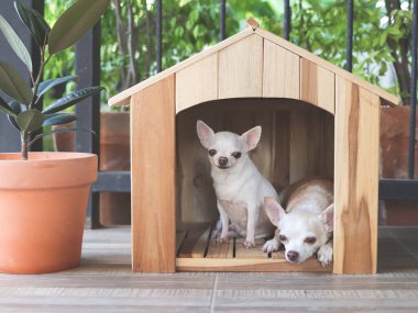 İki farklı boy kısa saçlı Chihuahua köpeğinin ahşap köpek evinde portresi. Büyük köpek yerde yatarken küçük köpek oturuyor..