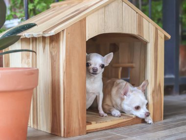 İki farklı boy kısa saçlı Chihuahua köpeğinin ahşap köpek evinde portresi. Büyük köpek yerde yatarken küçük köpek oturuyor..
