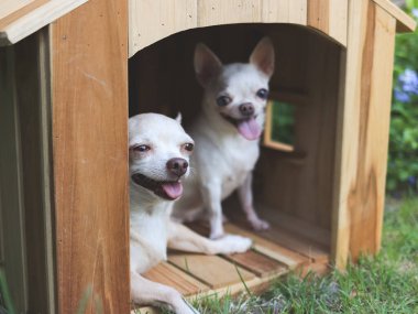 İki farklı boyutta kısa saçlı Chihuahua köpeğinin portresi ahşap köpek kulübesinde oturuyor, daha kalın dilleriyle gülümsüyor. .