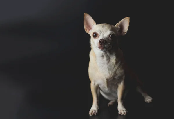 Retrato Perro Chihuahua Pelo Corto Marrón Sobre Fondo Negro —  Fotos de Stock