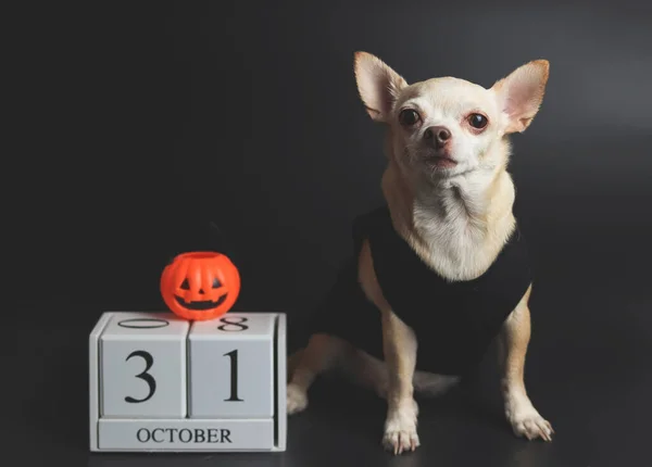 Portrait Brown Short Hair Chihuahua Dogs Sitting Black Background Wooden — Stock Photo, Image