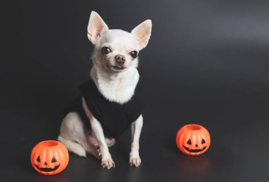 Beyaz kısa saçlı Chihuahua köpeklerinin portresi. Siyah arka planda plastik cadılar bayramı balkabaklarıyla oturuyorlar..