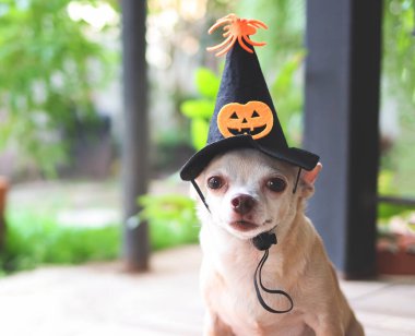 Kabak ve örümcekle süslenmiş cadılar bayramı cadı şapkası takan şişman kahverengi Chihuahua köpeğinin kameraya baktığı görüntüyü kapat. Cadılar Bayramı partisi konsepti.