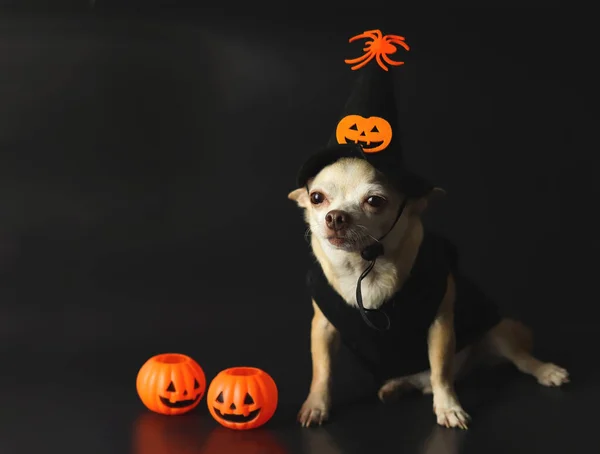 Portrait Brown Short Hair Chihuahua Dog Wearing Halloween Witch Hat — Stock Photo, Image