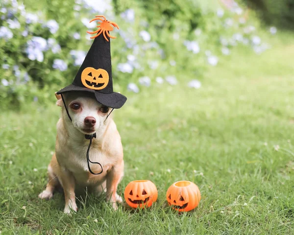 Porträtt Brunt Kort Hår Chihuahua Hund Bär Halloween Häxa Hatt — Stockfoto