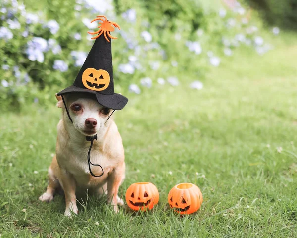 Kahverengi kısa saçlı Chihuahua köpeğinin portresi Cadılar Bayramı cadı şapkası takıyor. Kabak suratlı ve örümcekli. Bahçedeki yeşil çimlerde cadılar bayramı balkabaklarıyla oturuyor..