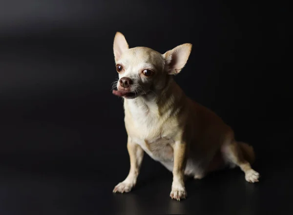 Retrato Perros Chihuahua Pelo Corto Morenos Gordos Sentados Sobre Fondo —  Fotos de Stock