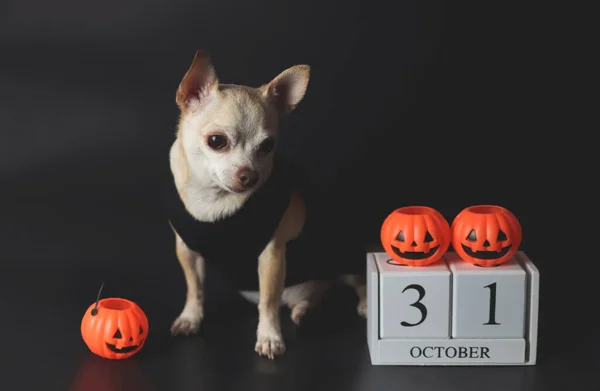 Portrait Brown Short Hair Chihuahua Dogs Sitting Black Background Wooden — Stock Photo, Image