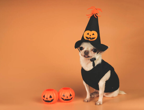 Portrait of white  short hair  Chihuahua dog wearing Halloween witch hat decorated with pumpkin face and spider, sitting on orange  background with halloween pumkins.