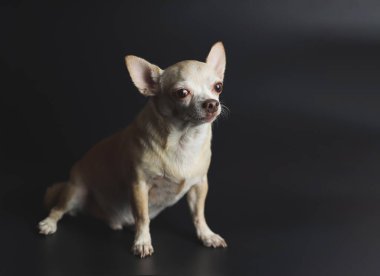 Siyah arka planda kahverengi kısa saçlı Chihuahua köpeği portresi.