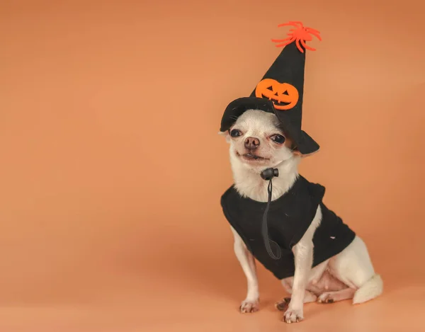 Beyaz kısa saçlı Chihuahua köpeğinin portresi Cadılar Bayramı cadı şapkası takıyor kabak suratlı ve örümcekli, turuncu arka planda oturuyor..