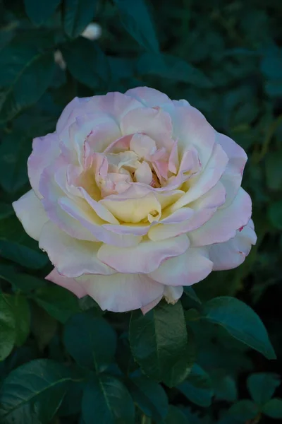 Rose blomma trädgård bakgrund struktur — Stockfoto