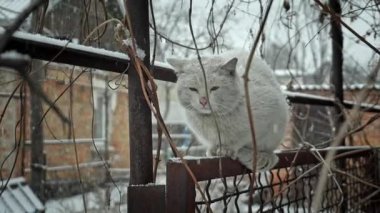 Soğukta donmuş beyaz evsiz kedi, kışın şiddetli kar yağarken çitin üzerinde oturur.