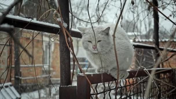 Gato faminto sem teto branco congelado no frio, senta-se em uma cerca durante a queda de neve pesada no inverno — Vídeo de Stock