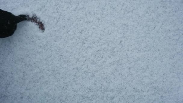 Man in zwarte handschoenen schrijft het woord sneeuw op vers gevallen sneeuw — Stockvideo