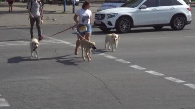 ZAPOROZHYE, UKRAINE - 15 Eylül 2020: Köpekli kız sabahın erken saatlerinde trafik ışıklarında karşıdan karşıya geçer, köpek gezdiricisi