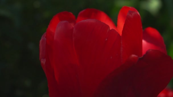 Red tulip flower wind, on a black and green background, slow motion — Stock Video