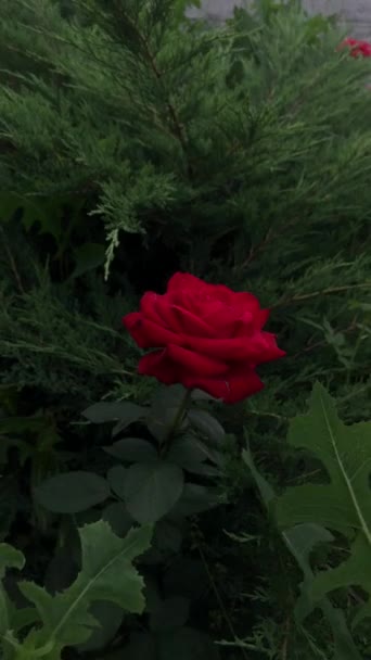 Красная роза на ветру фоне зеленой травы — стоковое видео
