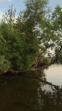 Su nehrinin yakınındaki ağaçlar dikey görüntüler