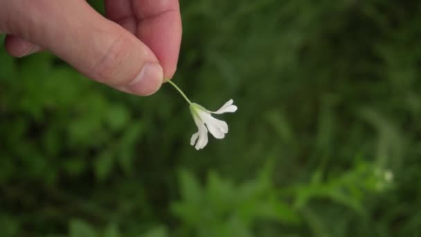 Mano che tiene un piccolo fiore bianco — Video Stock