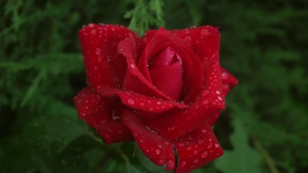 Piros rózsa forgatás esőcseppekkel zöld levél fotó — Stock videók