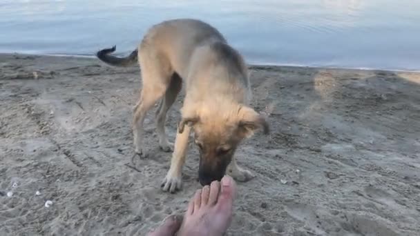 Dos cachorros jugando en la playa — Vídeo de stock