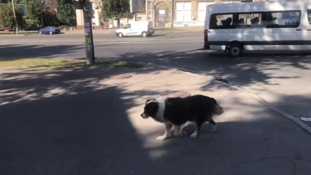 Viejo perro cojo deambula por las calles de la ciudad — Vídeo de stock