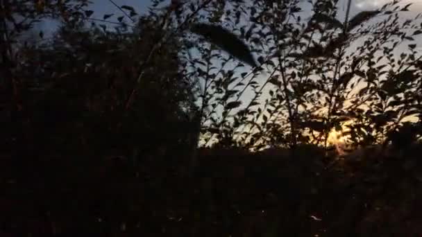 黄昏时分的灌木和树的叶型轮廓在日落时平顺的相机运动，背景纹理 — 图库视频影像