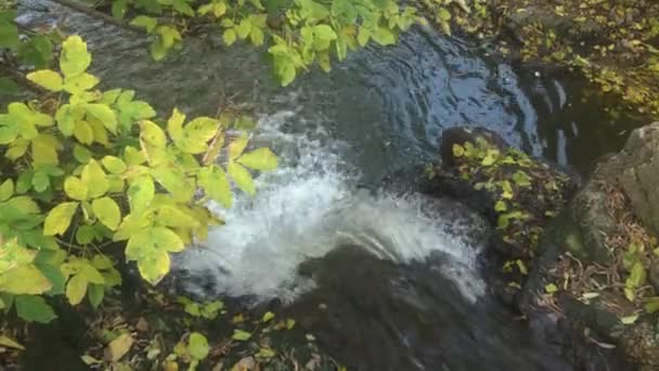 Flusso di acqua nel ruscello del ramo fogliare — Video Stock