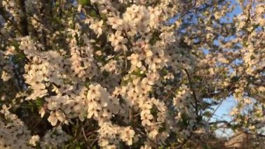 Baharda bahçede güzel çiçek açan ağaç.