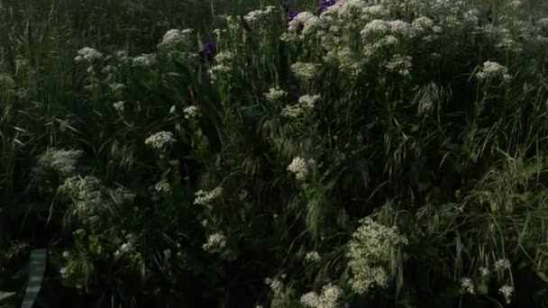 Bakgrund struktur landskap vårblommor och gräs — Stockvideo