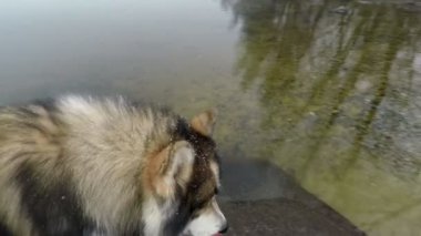 Uzun paltolu bir köpek nehirde yürüyor ve kış karının olduğu odanın yakınından geçiyor.